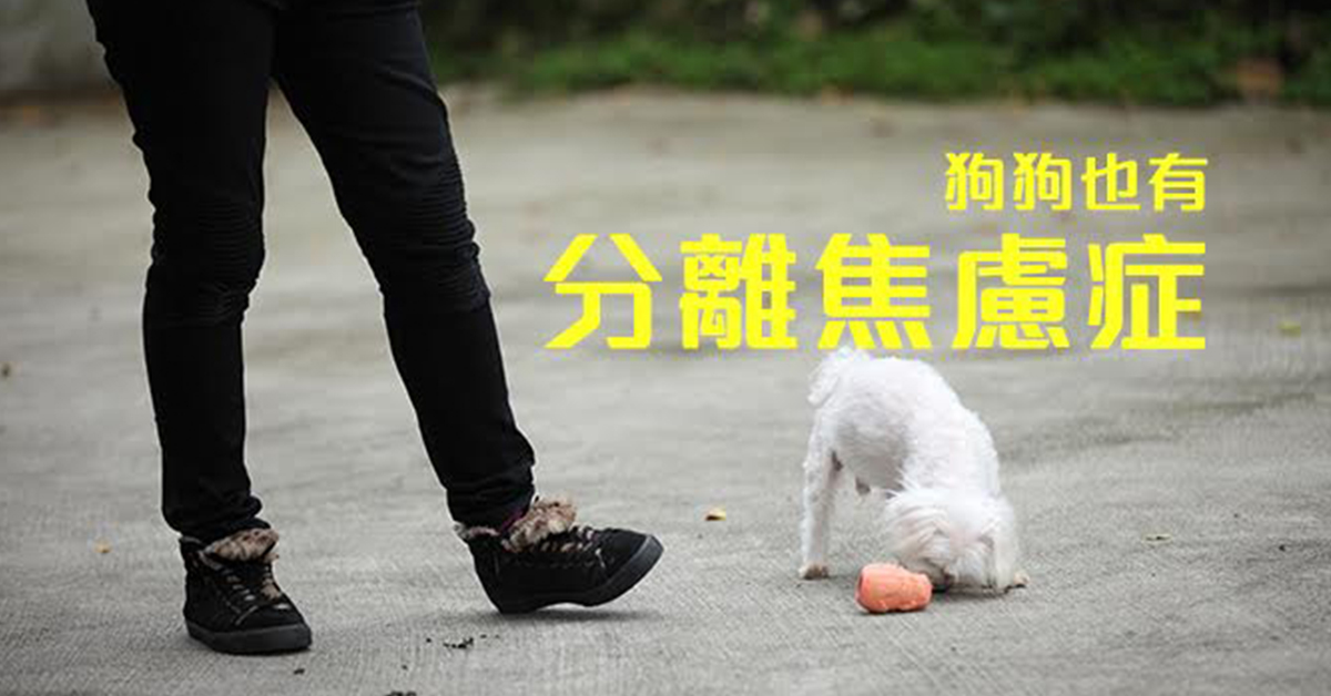 分開就像世界末日？！不可忽視的狗狗分離焦慮症 毛小孩、狗、寵物、分離焦慮、分離焦慮症