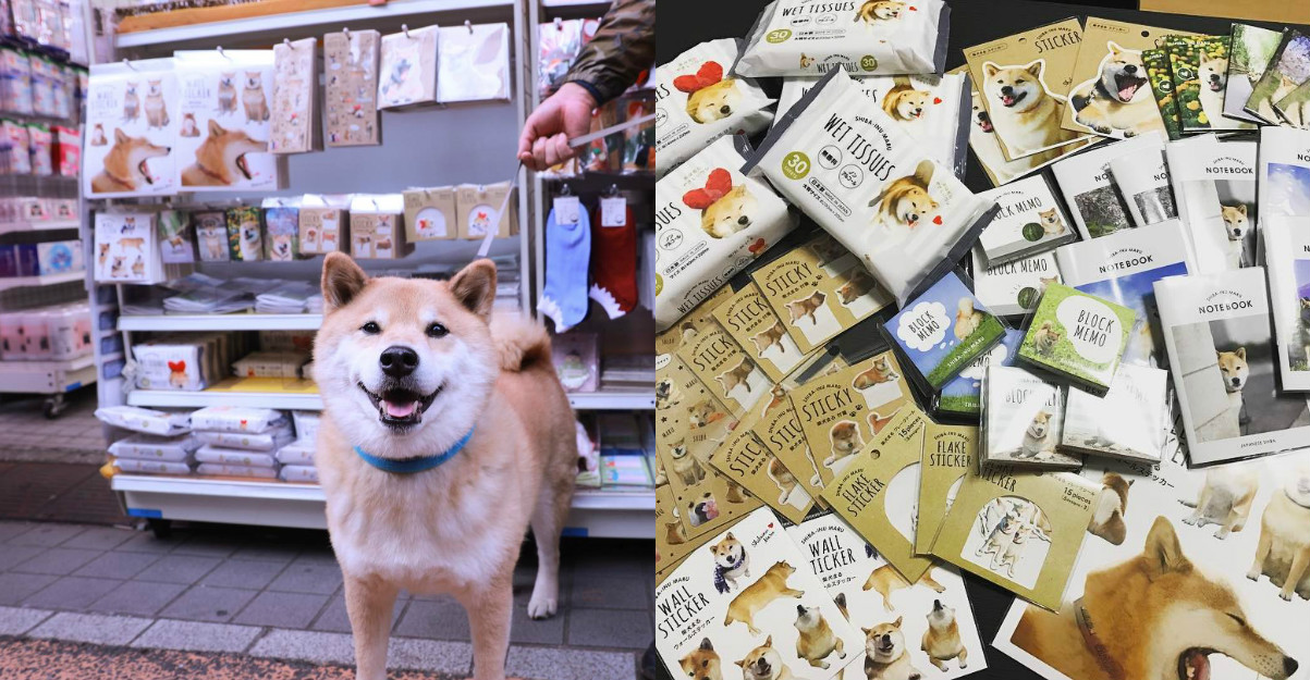 最紅柴犬出週邊94霸氣！柴犬MARU的16樣超Q週邊滿足粉絲心 柴犬、柴犬MARU、marutaro、丸太郎、MARU