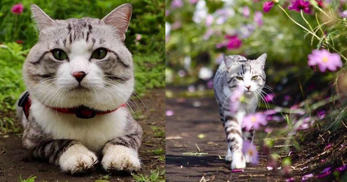 最喜歡上山下海趴趴走了！社區的小警衛－喵吉 貓、萌、銳利、警衛、遛貓