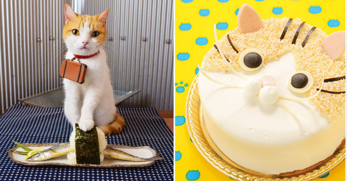 大人氣喵蘭的肉球也嚐得到？！日本大丸百貨推出貓咪限時甜點 日本、貓咪、人氣、喵蘭、にゃらん、nyalan、じゃらん、Jalan、大丸百貨、限時、甜點、肉球