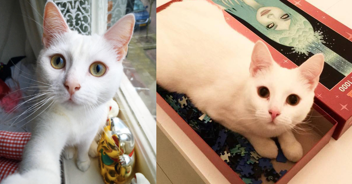 喜歡你朝我走過來的樣子 比人類更適合當情人的小白貓！ Zappa、zappa_the_cat、鹿特丹、白貓