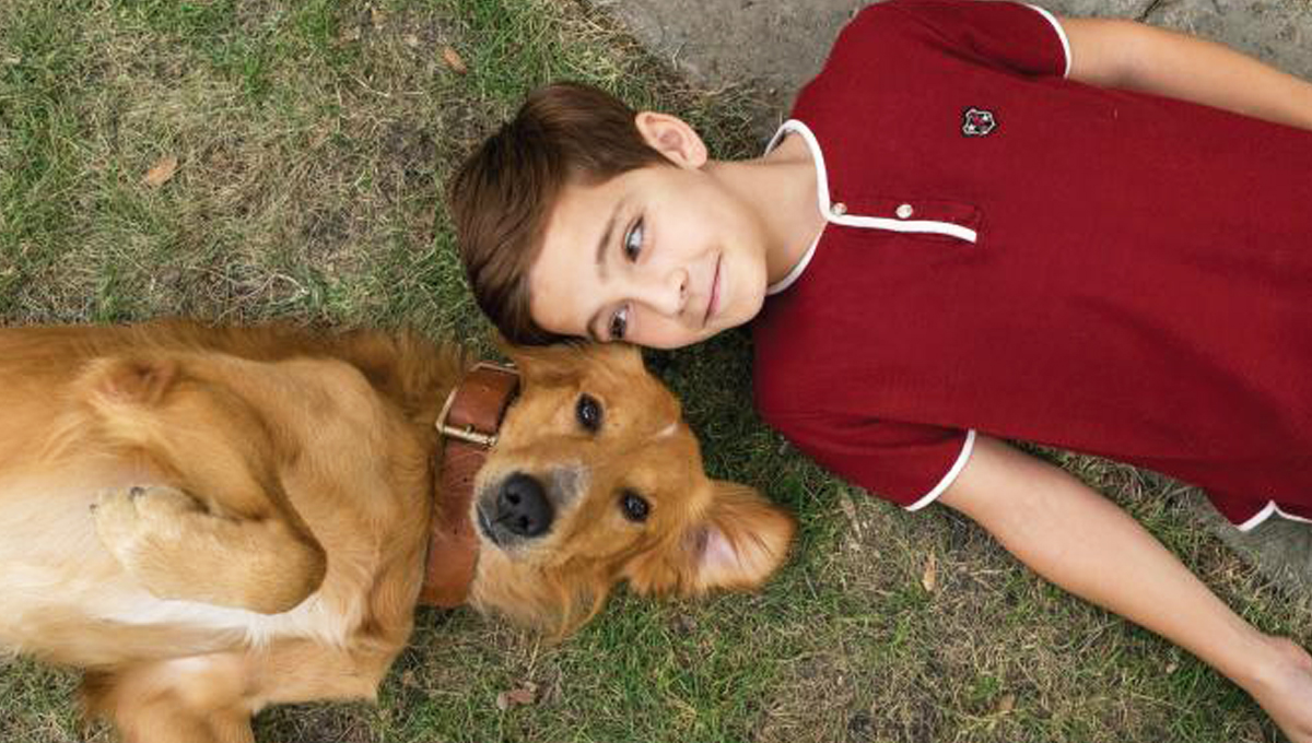 每一次的「狗生」都有不同目標！《為了與你相遇》要說的不只是感動 為了與你相遇、狗狗、柯基、黃金獵犬、警犬