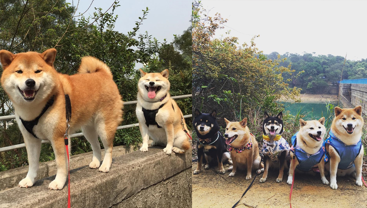 柴犬界的男版Elsa與Anna？眾柴大亂鬥的萌搞笑日常 zero.mika、柴犬、冰雪奇緣、Elsa、Anna