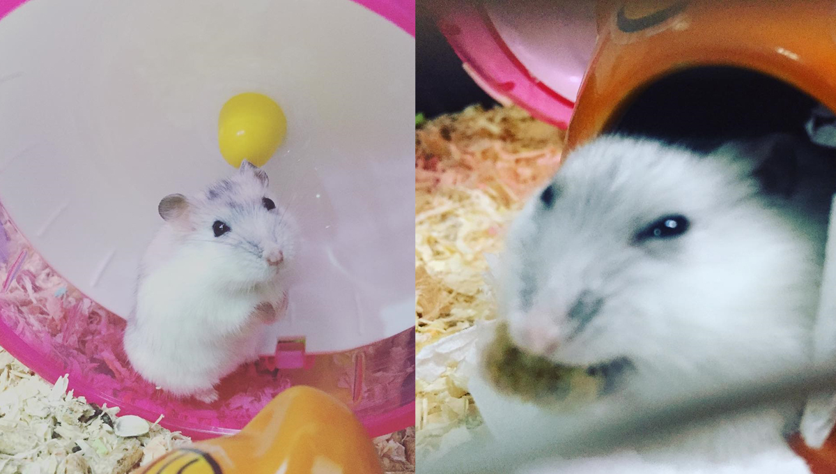 鼠生就是不斷地吃、吃、吃！連主人食物都要覬覦的圓滾滾倉鼠 倉鼠、寵物、吃貨、可愛、萌、哈姆太郎、hamster_kura