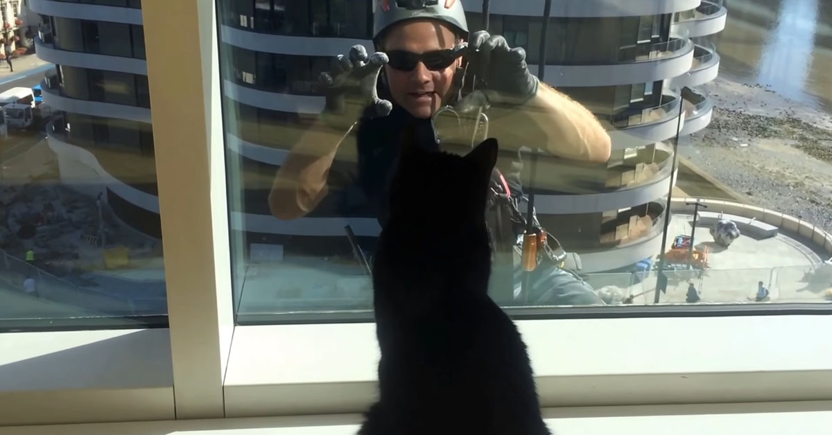 為了你們掛在外面一整天都願意！為洗窗工人帶來小確幸的貓兄弟 貓咪、Guinness、Pimms、洗窗工人、小確性