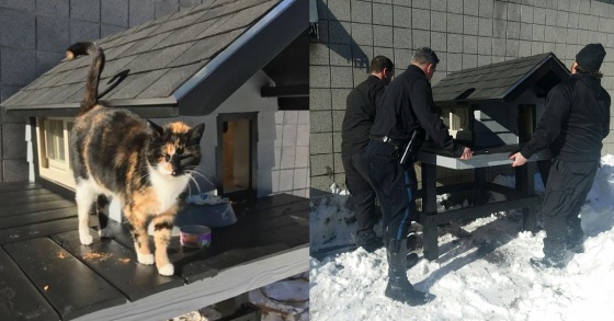 浪浪變成警局吉祥物！幫貓貓蓋房子的警察北北超有愛  swat、波士頓、流浪貓、警局、吉祥物