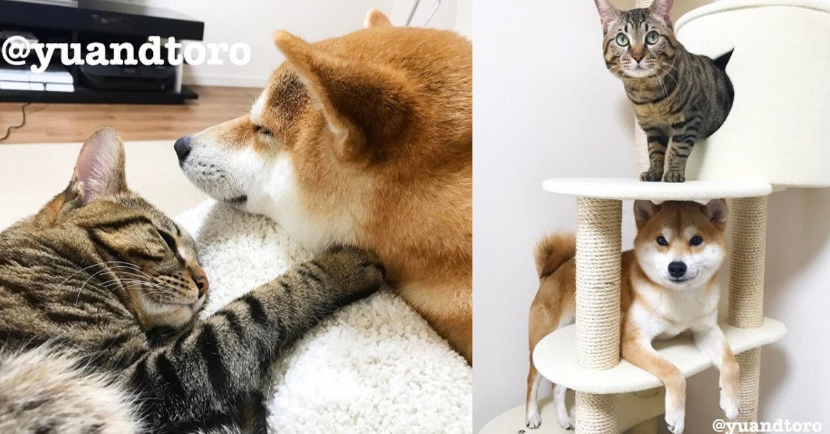 就是一個熱臉貼冷屁股啊！暖男柴柴Yu和高冷喵咪Toro的逗趣日常 柴犬、貓咪、Yu、Toro、互動