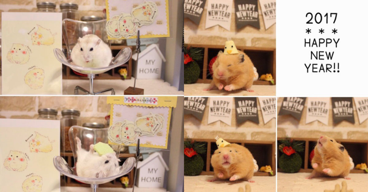 乾脆開吃放節目算惹！超療癒倉鼠界木匠兄妹讓你不自覺嘴角上揚 倉鼠、兄妹、Potato、Mugi、potato_mugi