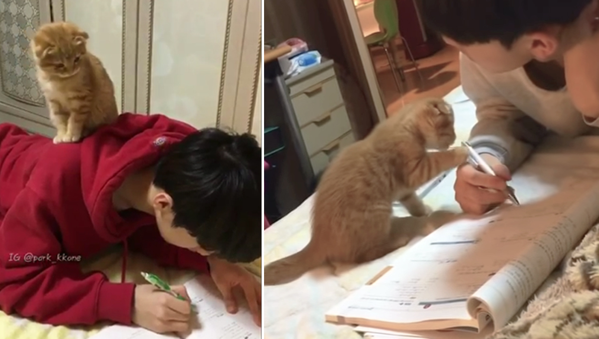 到底是伴讀還是搗亂！讓人無法認真讀書的喵星人太犯規 伴讀、書僮、貓咪、喵星人、韓國