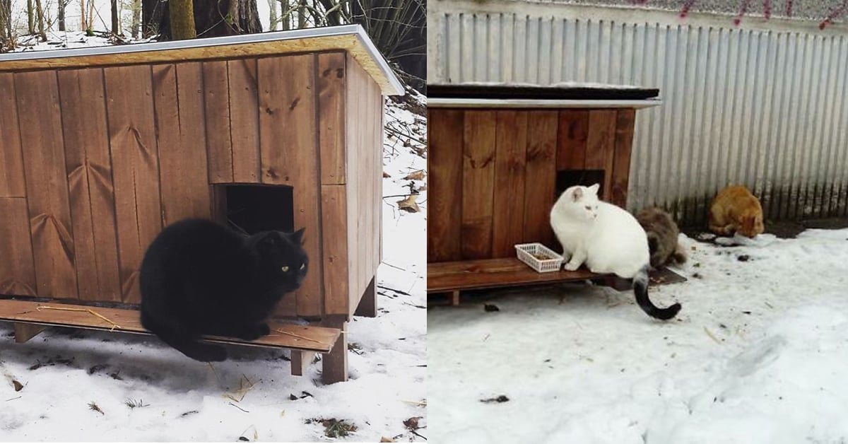 不用再睡機車踏板！冷冬給街貓溫暖的貓屋運動 cat care、街屋、流浪貓、拉脫維亞、里加