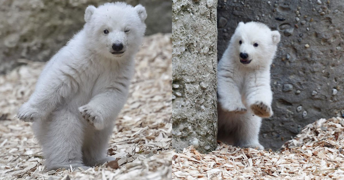 會跳舞的小白熊？德國動物園的小北極熊對鏡頭眨眼萌翻全場 北極熊、小白熊、跳舞、眨眼、萌