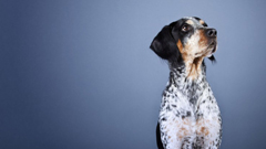 最忠實的朋友  狗的原色攝影 Tony Gigov、攝影、狗、藝術