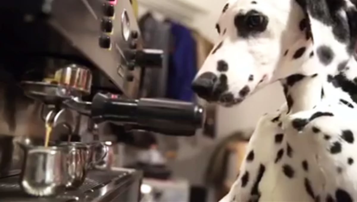 毛小孩版的「有愛一家人」？根本就是攝影沙龍的韓國狗狗咖啡廳 seoulsi-inugu、首爾、咖啡廳、狗狗、攝影