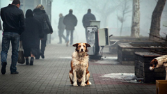 你逐漸忽略的　流浪狗的生活    Denis Buchel、Dog’s Life、流浪狗、藝術