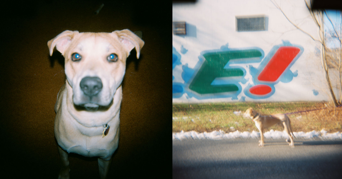 沒閃光還有牠！用便宜相機幫毛孩拍文青街拍 Sputnik、Jennifer Dixon、holga、文藝、毛孩、攝影、底片、藝術