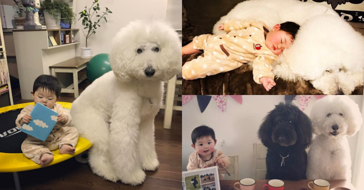 這是什麼最萌體型差？小小孩與大大狗的超萌日常溫馨登場啦 萌、寵物、狗、汪星人、小孩