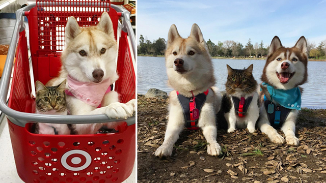 養著養著小喵也變成「小哈」？兩哈一喵的逗趣日常背後故事超感人 哈士奇、貓咪、可愛、相處、Lilo