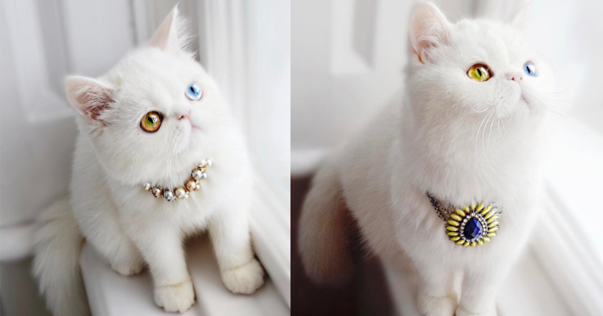 就像貴族一樣都有穿不完的衣服！絕美陰陽眼PamPam公主的穿搭日記 貓咪、陰陽眼、PamPam、missypampam、貴族