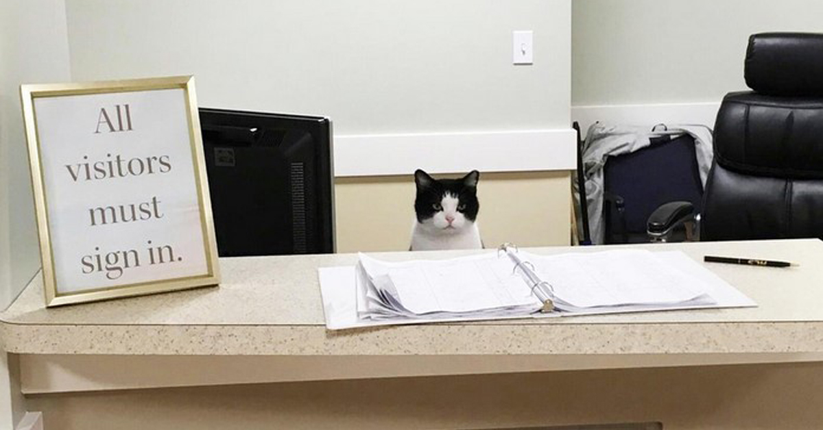 療養院的貓櫃台 療癒喵星人入駐爺爺奶奶的心 oreo、療養院、貓、浪浪、療癒