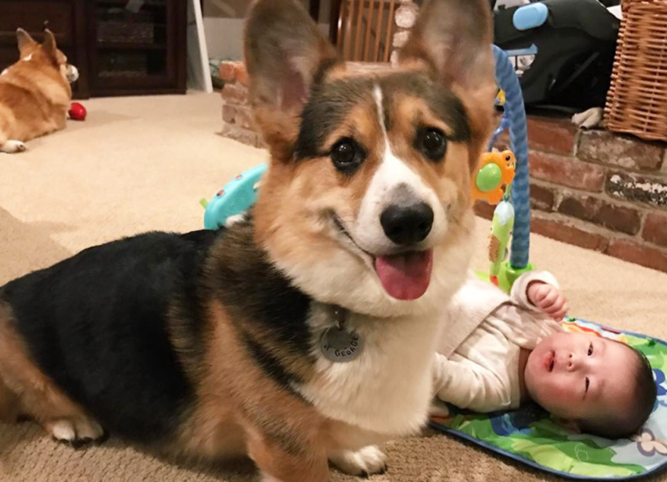這孩子是我們罩的！柯基與寶寶的萌日常 ralphthecorgi、柯基寶寶、George、美國、加州