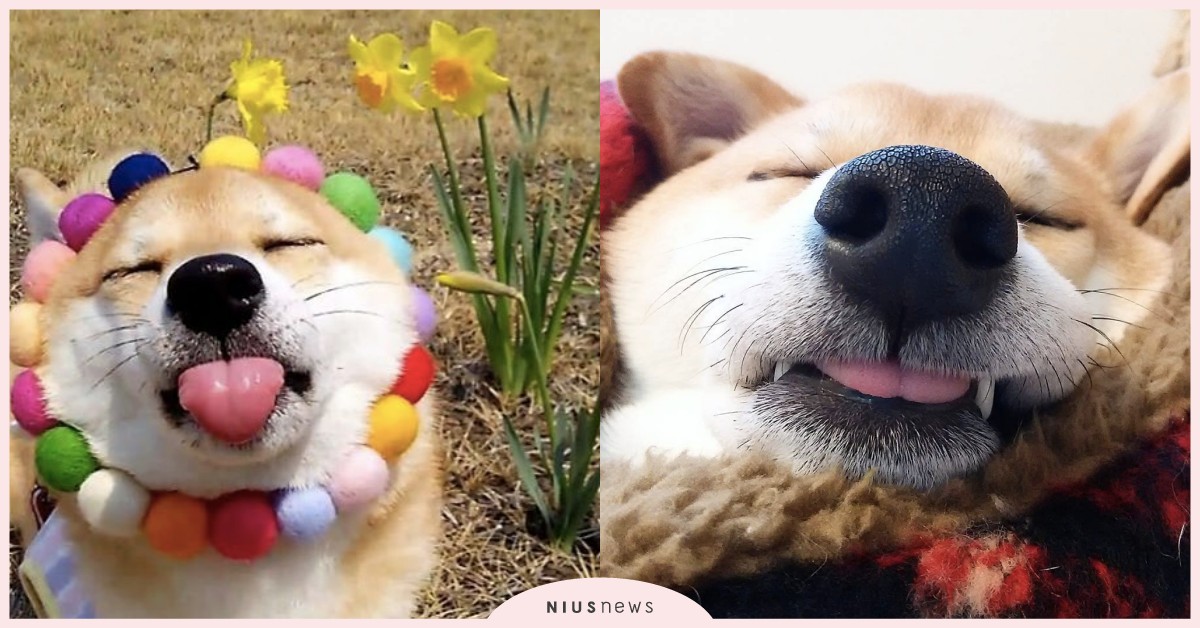 零包袱的失敗版波堤獅也OK？柴犬妹妹賞櫻、自拍的網美人森太Q萌啦！ shiba_charmy、柴犬チャーミー、柴犬、Charmy