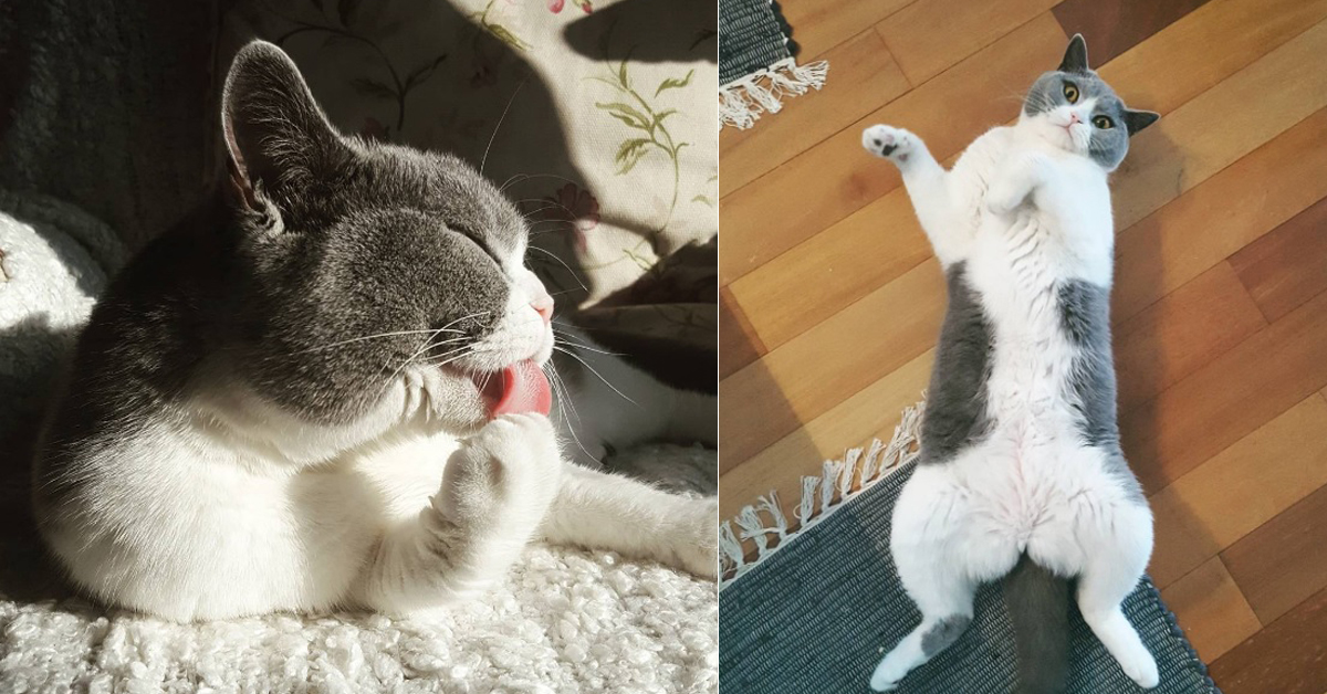 你就像是牠的太陽一般！上天派來的小天使－英國短毛貓Dolly Dolly、英國短毛貓、Dollygram、dolly_bsh_cat、Niko