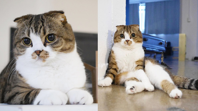 這女王般的坐姿可不是奴學得來的！快來一窺人氣短尾貓的畫報喵生 可愛、macchacat、短尾貓、尾巴、坐姿、女王、優雅、畫報