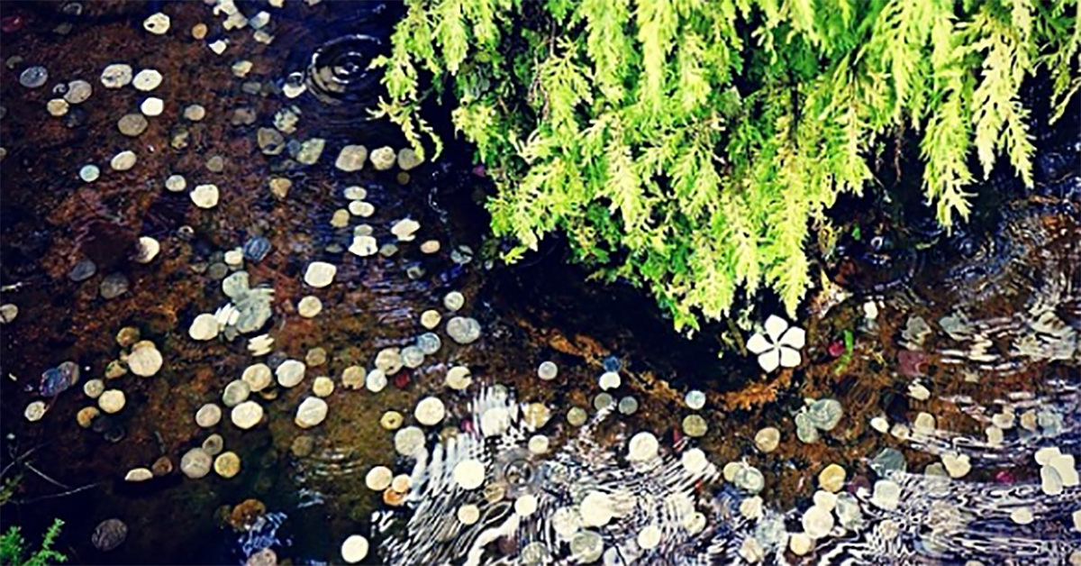 妞書僮：這世界黑暗多於希望！《別忘了，許願池也吃金幣》新書轉載2-2 妞書僮、別忘了，許願池也吃金幣、水與霧、失眠、橋、簡單的歌、寫實、社會、詩人、讀讀書