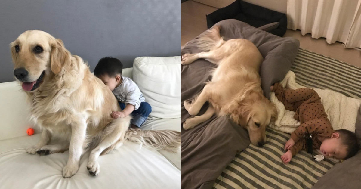 到底是兩個兒子還是兩隻狗？韓國弟弟Dado和黃金獵犬如影隨形的好感情 韓國、可愛、小孩、狗狗、黃金獵犬