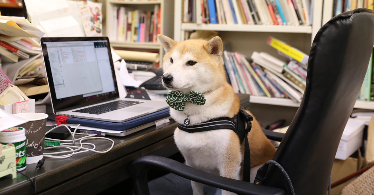 公司可以換成這位部長嗎？風靡全日本的中年帥狗「柴田部長」出寫真啦～ 柴田部長、柴犬、可愛、人性、寫真集、shibata_bucho、小學館出版局、和詩俱樂部