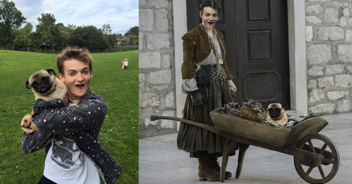 這隻巴哥應該大難臨頭了吧？《冰與火之歌》最惡國王和萌寵巴哥的惡搞P圖大賽 P圖大賽、PS Battle、惡搞、冰與火之歌、喬佛里國王