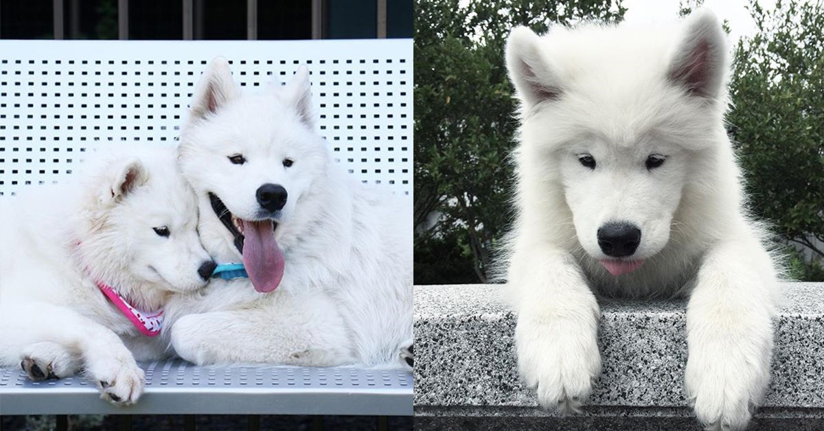 還以為是照鏡子原來是雙胞胎啊！超有靈氣的薩摩耶犬兄妹可愛日常 wscam、薩摩耶犬、靈犬萊西、白毛、狗、萌