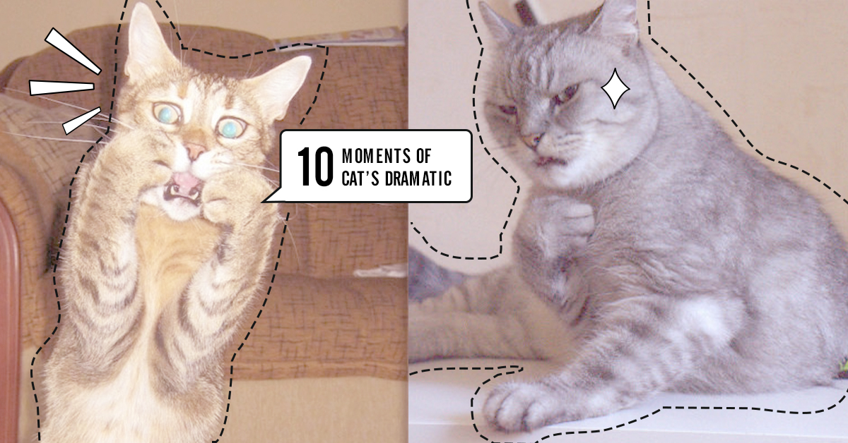 優雅如你也有如此不顧形象的一天！10個喵星人戲劇化的瞬間 貓咪、戲劇化、慵懶、無力、浮誇、誇張、受驚、嚇一跳、鏟屎官、貓、喵皇、可愛