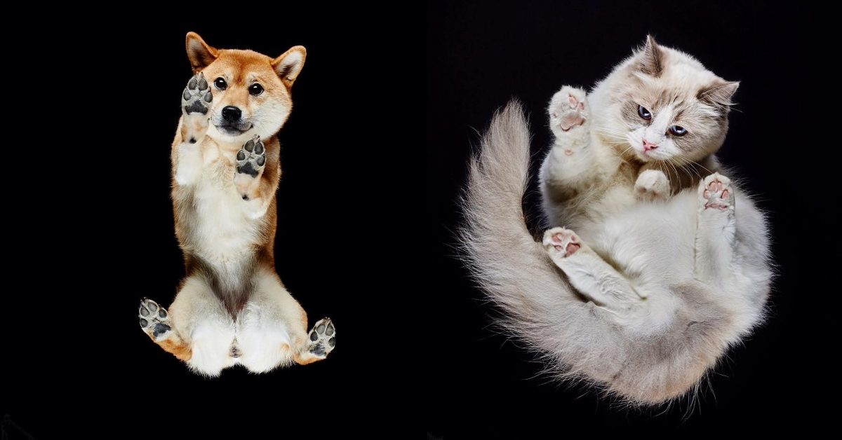 這樣拍照會不會太犯規！超萌的動物肉球攝影照 柴犬、貓咪、肉球、博美、馬、攝影、underlook_project