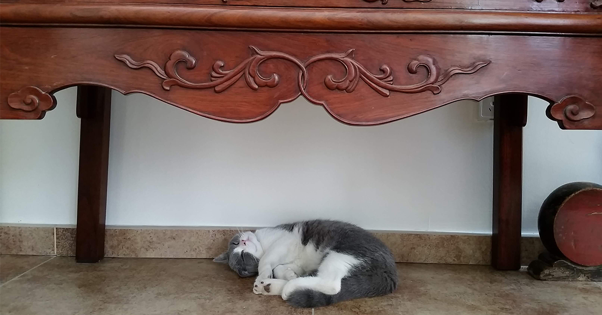 喵皇果然就是要睡在百年龍床上！最有文化的貓寫真《博物館裡的貓館長》 博物館裡的貓館長、馬未都、寫真集、歷史、古物