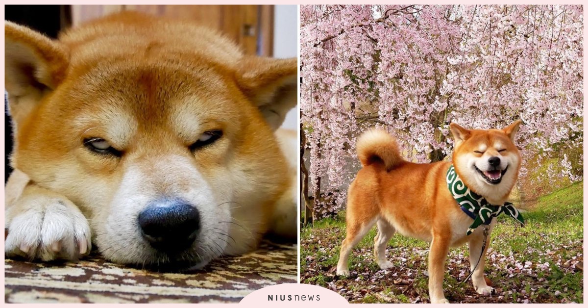 可愛睡顏無狗能敵！萌翻人的「床伴」柴柴berry berry、shibainu.berry、柴犬、日本、德島、狗