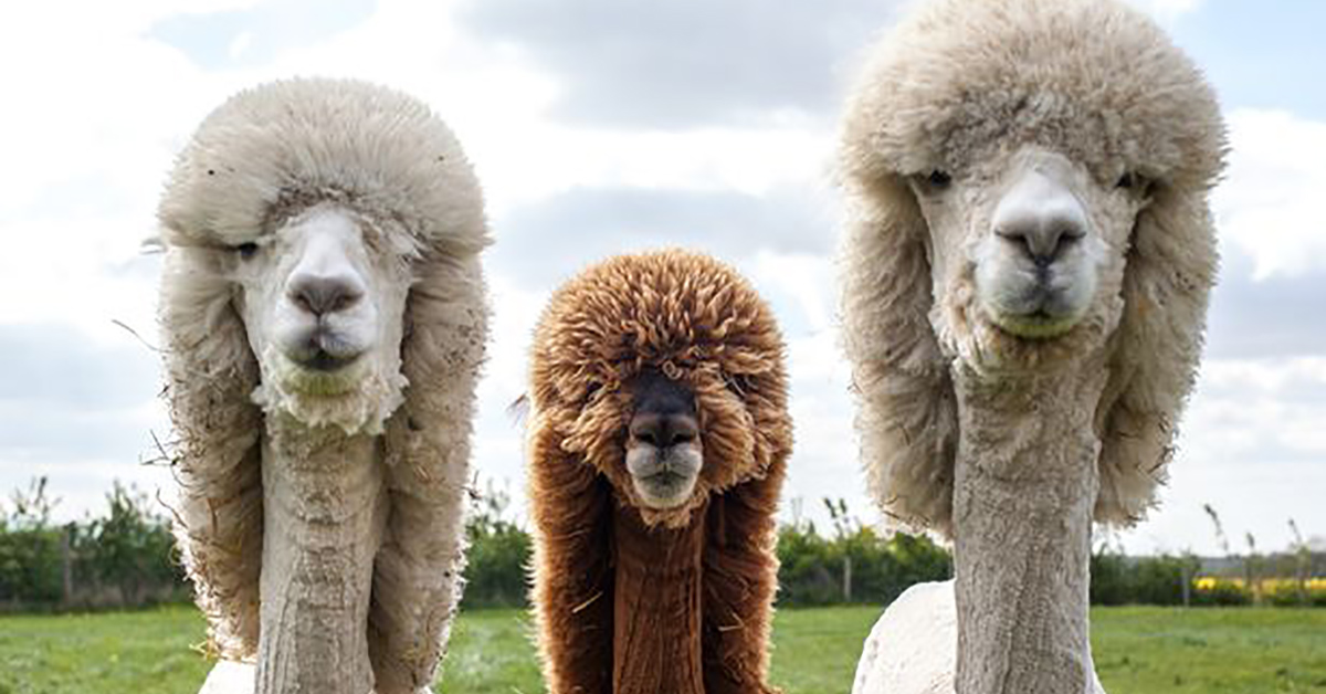 主人有顧慮過我們的心情嗎？萌羊駝們剃毛後變身時尚教主了啦 羊駝、療癒、剃毛、時尚造型、前衛風格、搞怪、可愛、療癒