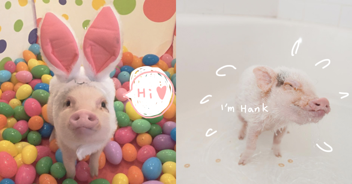 下輩子我要當跟牠一樣幸福的豬！讓人羨慕至極的粉紅迷你豬Hank Hank、迷你豬、幸福、羨慕、可愛、吃、睡