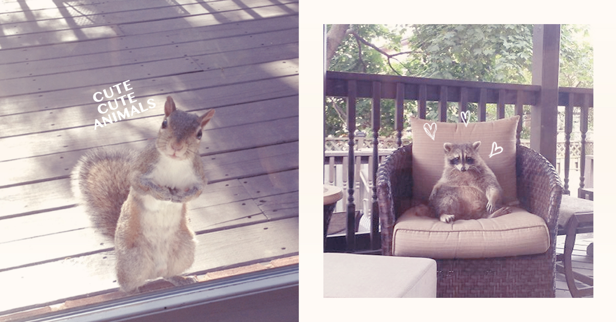 只要不是蟑螂來我家一律好說！野生動物誤闖人類地盤的超萌經驗 野生動物、浣熊、可愛、意外、羨慕、人類、動物