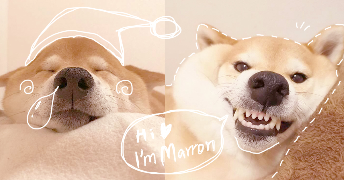 肥肥的臉頰肉快被主人玩壞了啦～散發天然呆的柴柴Marron 可愛、軟爛、天然呆、柴柴、Marron