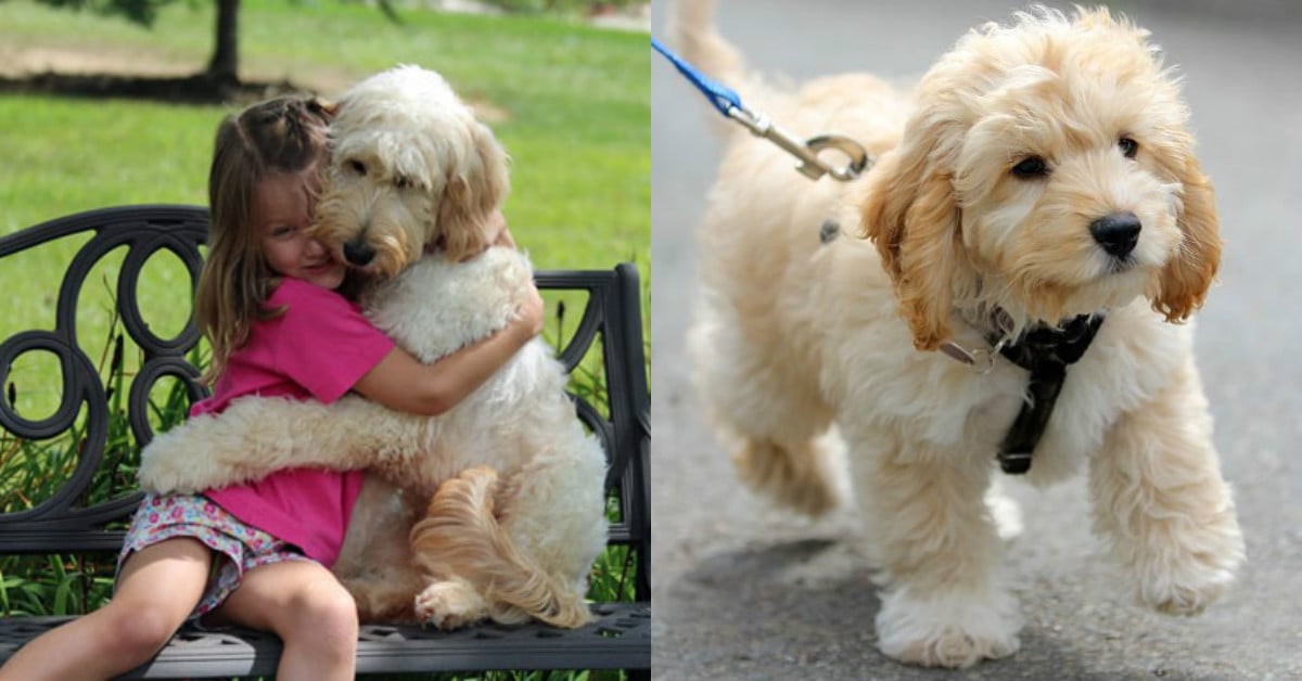 希望我有一台汪星人翻譯機！狗奴們最想對毛孩說的6大真情告白 真心話、狗狗、狗奴、毛小孩、珍惜、愛、家人、感人、難過、健康、陪伴、告白、真心、心裡話