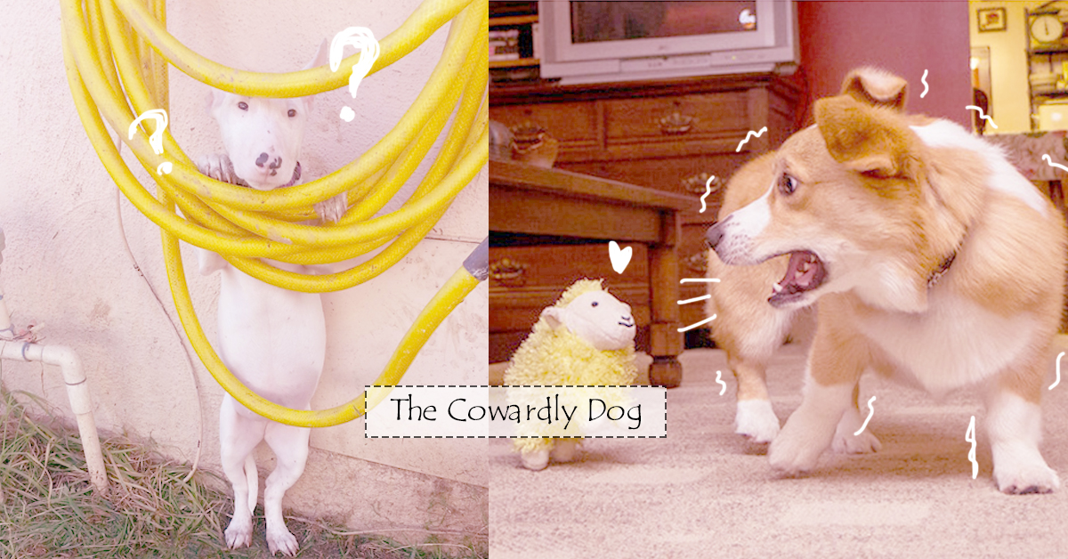 小玩偶到底是有什麼好怕的啦？和體型不符比例的超級膽小狗 汪星人、狗狗、害怕、可愛、好笑、嚇人