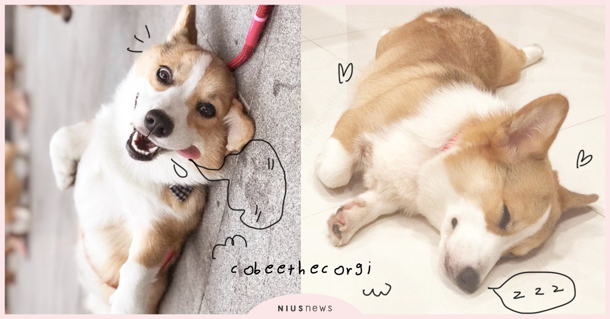 能坐絕不站、能躺絕不坐！越懶惰越惹人愛的柯基就是牠 cobeethecorgi、柯基、新加坡、毛小孩、狗狗、Cobee、Corgi