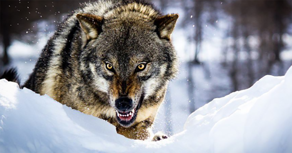 妞書僮：狼若回頭不是報恩就是報仇！《私人恩怨》新書轉載 妞書僮、私人恩怨、軍隊、謀殺、神秘、誘餌、狙擊、一對一、讀讀書