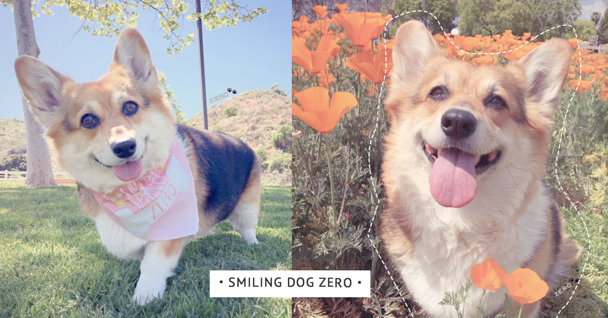 看肥屁股在水裡扭動的樣子真是療癒炸了！永遠樂天派的愛笑柯基Zero Zero、柯基、肥屁股、愛笑、月牙眼