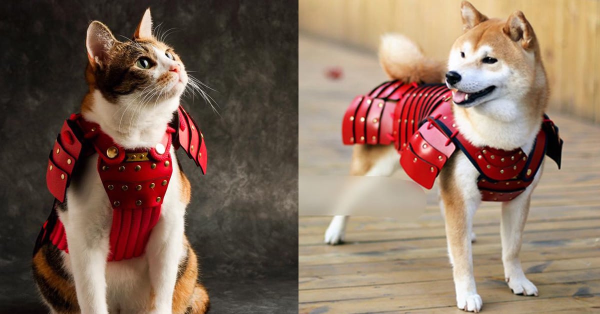 這種寵物服可愛到絕對買一波！柴柴穿上武士服帥到出征 柴犬、寵物、Samurai Age、武士道、盔甲