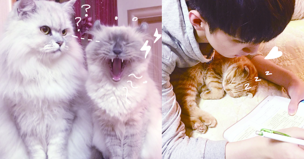 要在小主之間勝出當然靠撒嬌！韓國底迪和7隻貓咪的後宮放閃日記 貓、閃、韓國、寵物、貓奴、 park_kkone