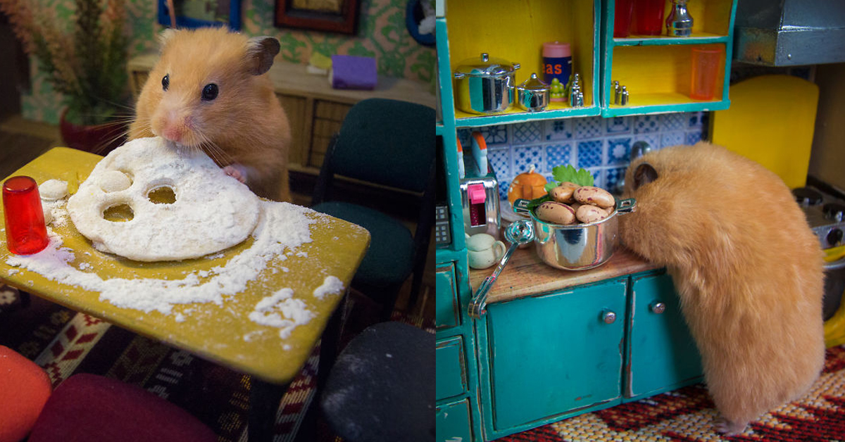 人類的生活鼠鼠過起來就特別可愛！近2000小時打造的倉鼠小鎮村 倉鼠、可愛、食品、城鎮