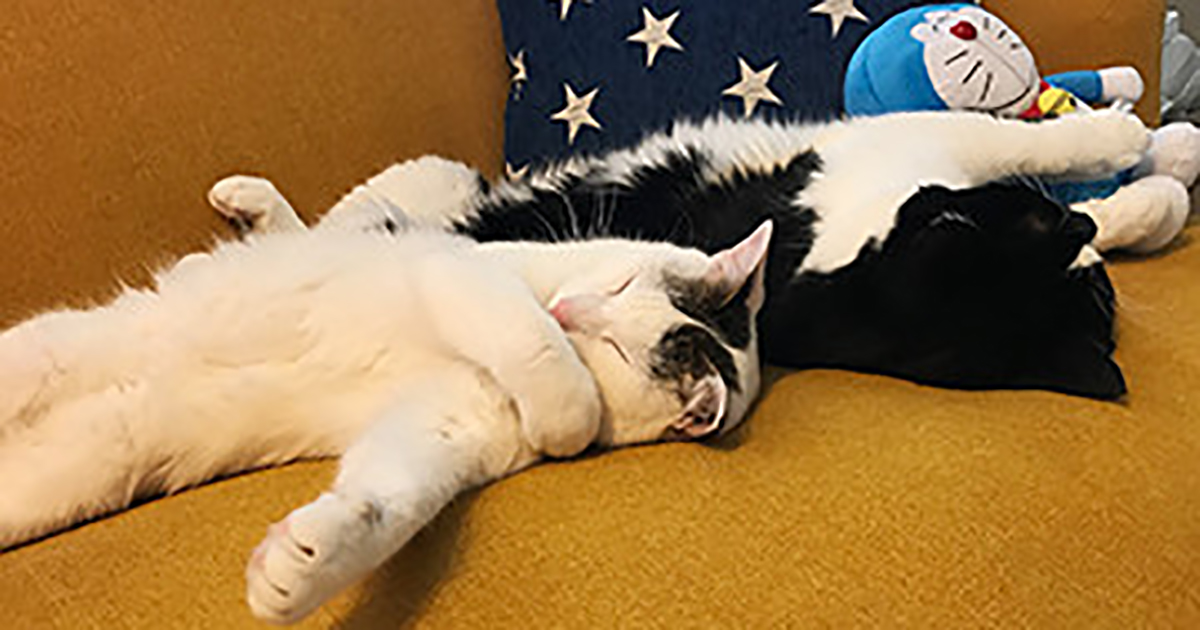 妞書僮：被貓咪玩弄對貓奴們來說也是種幸福啊！《我家的貓又在幹怪事》新書轉載 妞書僮、我家的貓又在幹怪事了、日常、可愛、貓咪、漫畫、互動、被治癒、讀讀書