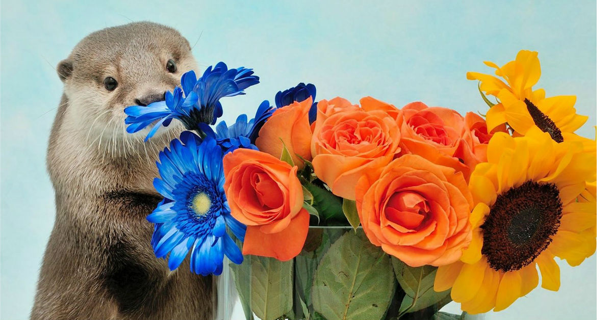 比貓貓狗狗還要療癒的動物來惹！超萌水獺特展融化你的心 水獺、療癒、可愛、TODAYS GALLERY STUDIO、ponchan918